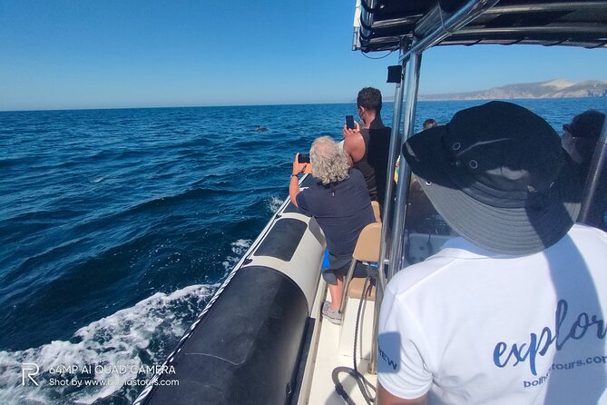 Sesimbra: Arrábida Dolphin and Whale Watching tour with biologist - Ribeira do Cavalo Beach and the swim stop