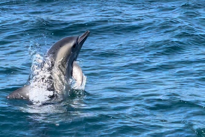 Sesimbra: Arrábida Dolphin and Whale Watching tour with biologist - What the small RIB boat means for comfort