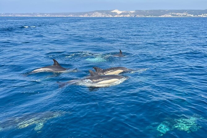 Sesimbra: Arrábida Dolphin and Whale Watching tour with biologist - Who will enjoy this tour most?