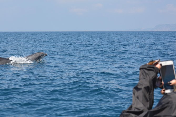 Sesimbra: Arrábida Dolphin and Whale Watching tour with biologist - Practical details that make the day easier
