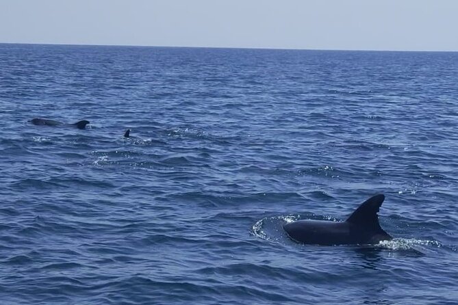 Sesimbra: Arrábida Dolphin and Whale Watching tour with biologist - Two hours searching the Arrábida Marine Park