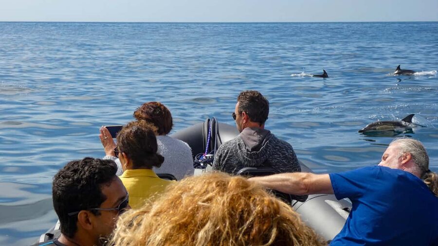 Sesimbra: Arrábida Dolphin Watching Boat Tour with Biologist - Booking, languages and flexibility