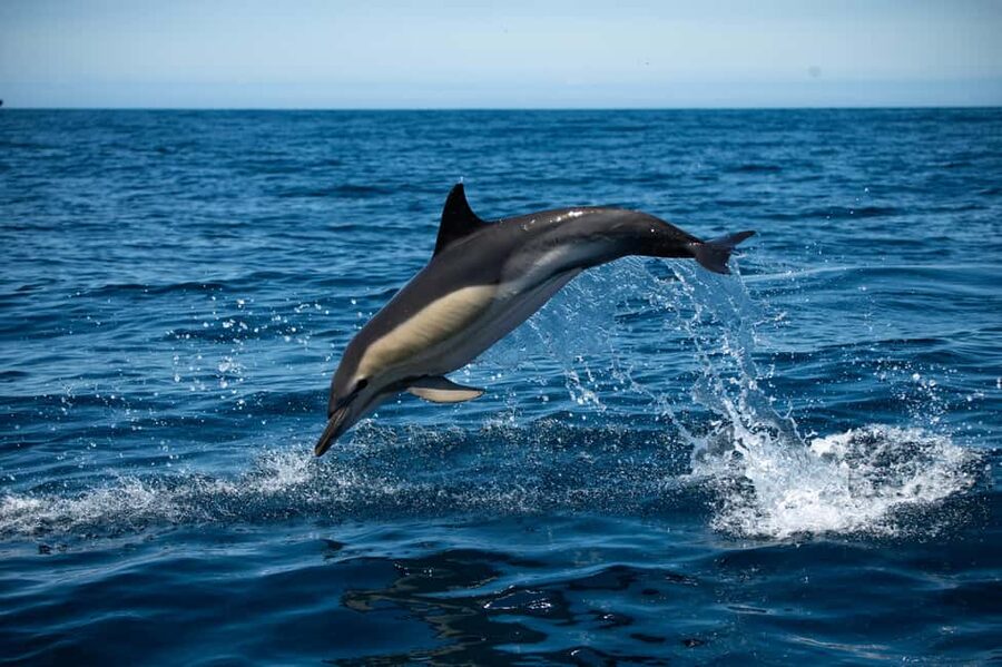 Sesimbra: Arrábida Dolphin Watching Boat Tour with Biologist - From Sesimbra harbor to Arrábida’s protected sea