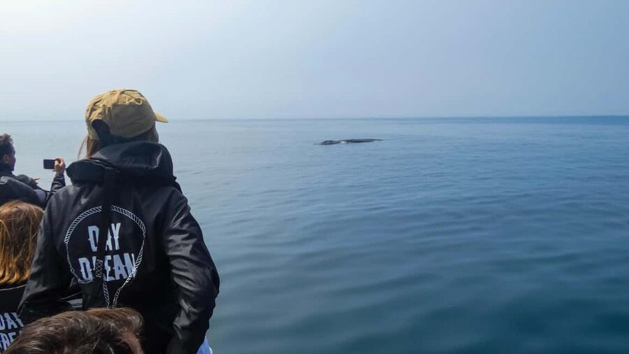 Sesimbra: Arrábida Dolphin Watching Boat Tour with Biologist - Why a marine biologist changes the experience