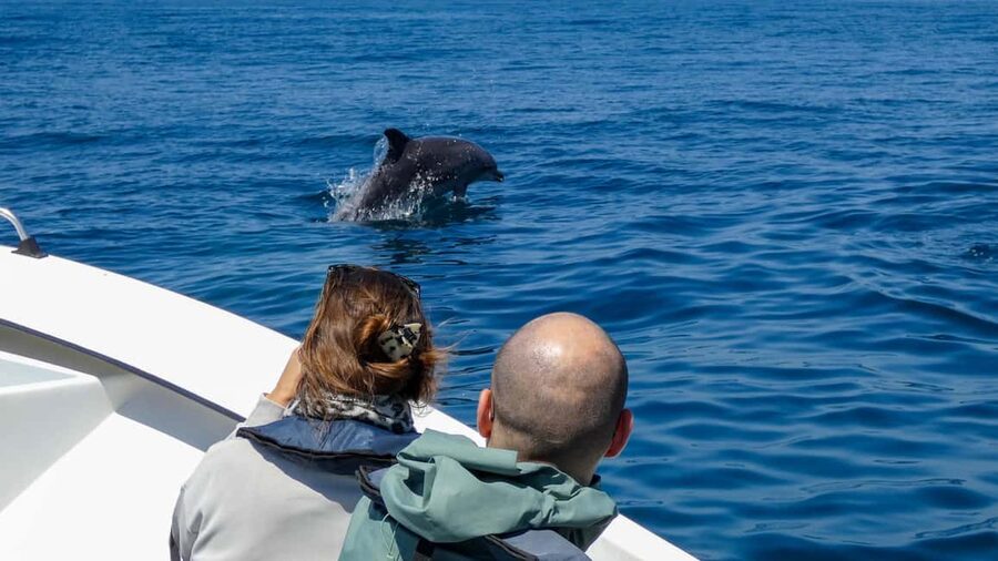 Sesimbra: Arrábida Dolphin Watching Boat Tour with Biologist - What the three-hour schedule feels like