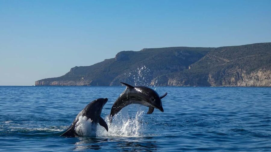 Sesimbra: Arrábida Dolphin Watching Boat Tour with Biologist - Comfort, safety and what to pack