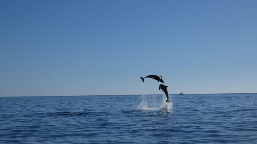 Sesimbra: Arrábida Dolphin Watching Boat Tour with Biologist - Who will enjoy this boat tour most?