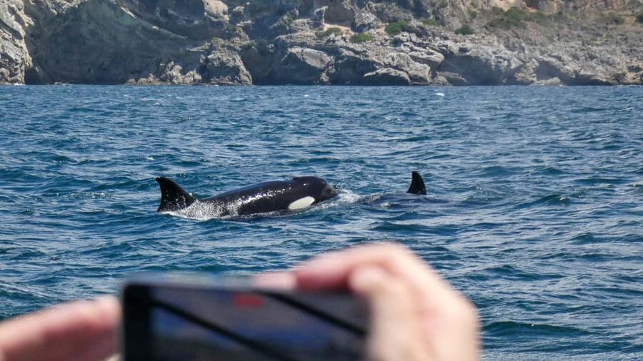 Sesimbra: Arrábida Dolphin Watching Boat Tour with Biologist - The search for dolphins and whales