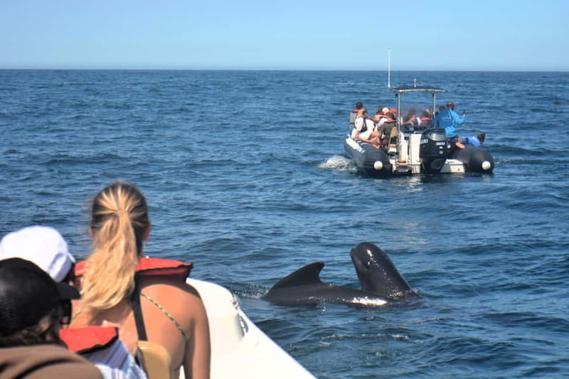 Sesimbra: Dolphin Watching Boat Tour with Biologist Guide - Key points to know before booking