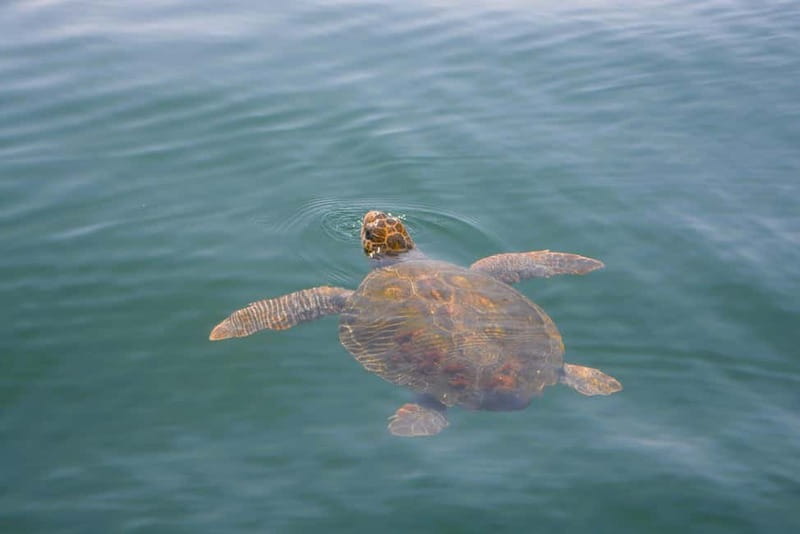 Sesimbra: Dolphin Watching Boat Tour with Biologist Guide - Who will enjoy this three-hour outing most