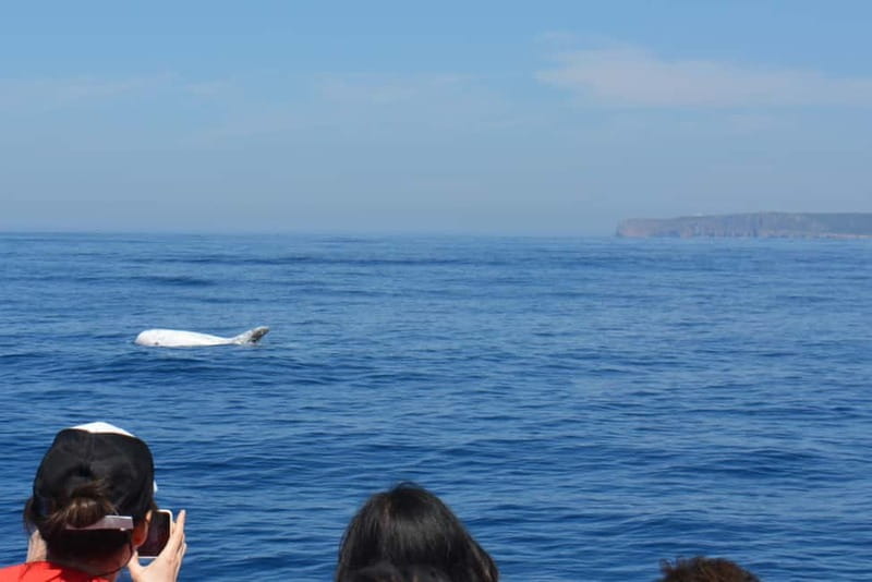 Sesimbra: Dolphin Watching Boat Tour with Biologist Guide - A second wildlife stop near Sesimbra