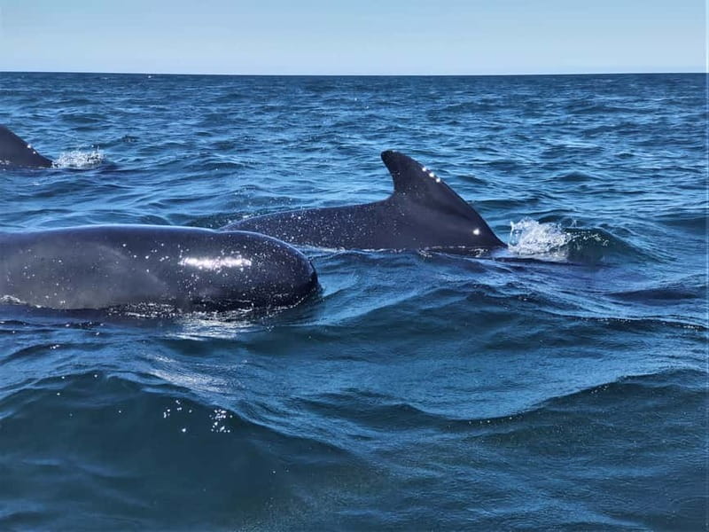 Sesimbra: Dolphin Watching Boat Tour with Biologist Guide - Ribeiro do Cavalo Beach for swimming and snorkeling