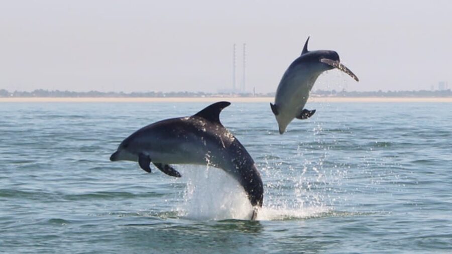 Setúbal and Tróia: Dolphin Watching and Arrábida Bays - Dolphins first, Arrábida coast second