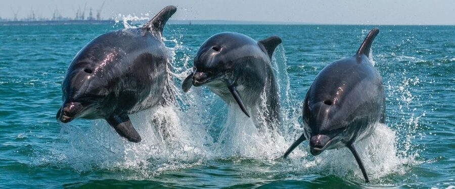Setúbal: Dolphin-Watching Boat Tour - Key points before you book