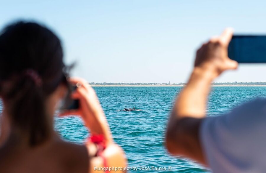 Setúbal: Dolphin-Watching Boat Tour - The Arrábida beaches from the water