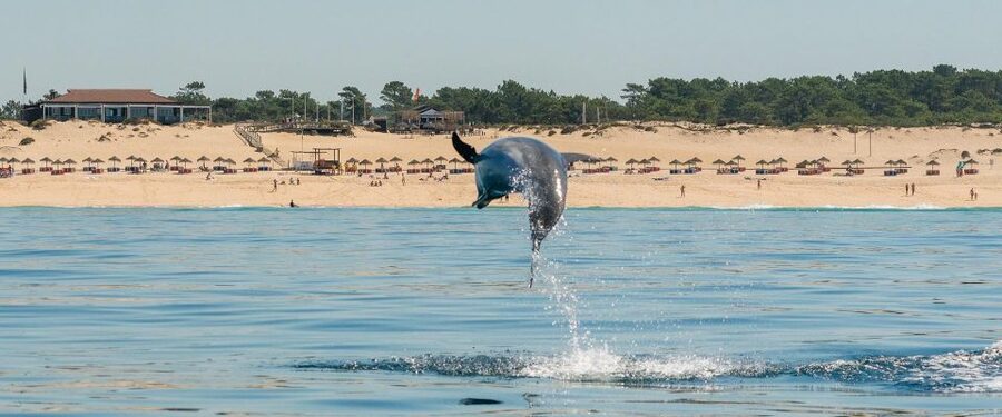 Setúbal: Dolphin-Watching Boat Tour - Searching for bottlenose and common dolphins