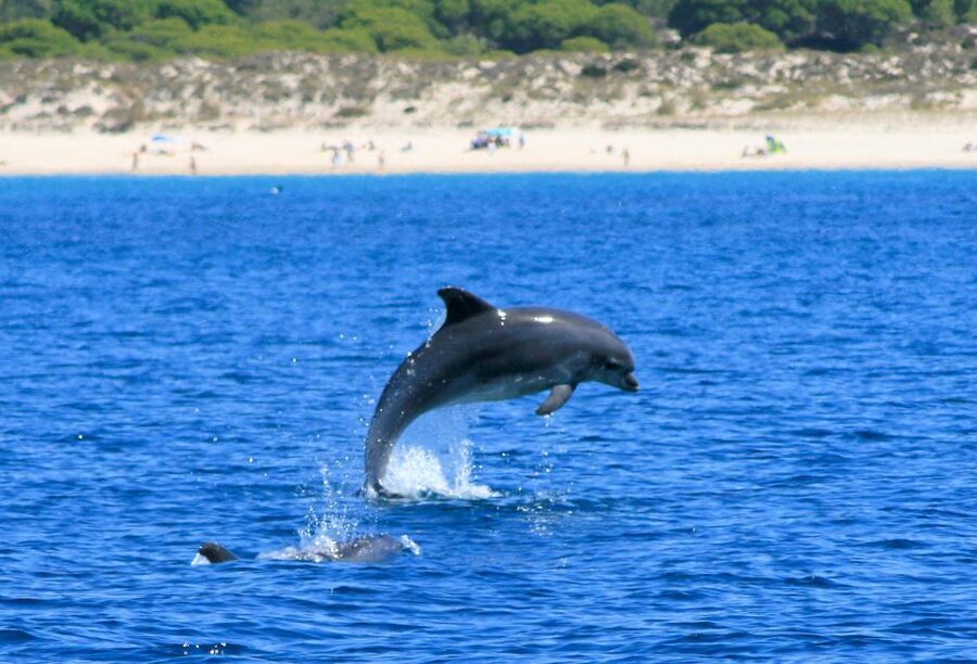 Setúbal: Dolphin-Watching Boat Tour - Cold-weather advice and summer swimming