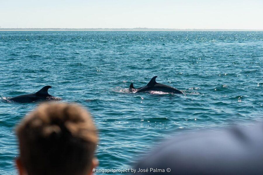 Setúbal: Dolphin Watching Boat Tour - How much value do you get for $53?