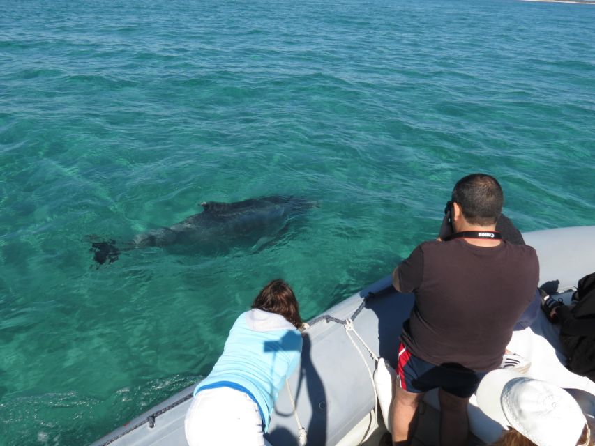 Setúbal: Dolphin Watching Boat Tour - Timing, comfort, and viewing tips
