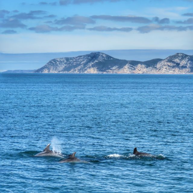 Setúbal: Dolphin Watching Tour - What the marine biologists add