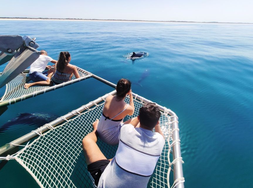 Setúbal: Dolphin Watching Tour - Swimming in Setúbal’s blue water