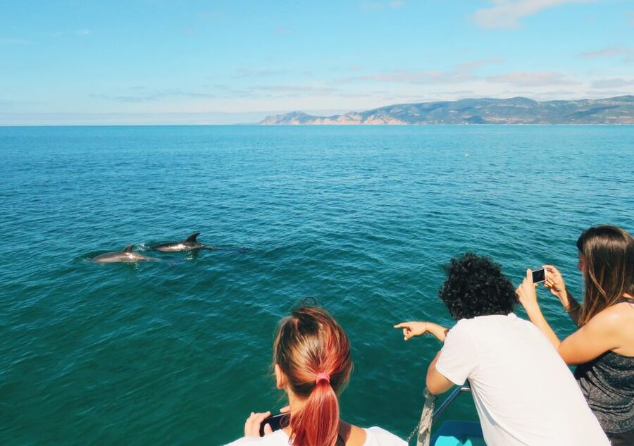 Setúbal: Dolphin Watching Tour - Practical tips for a better outing