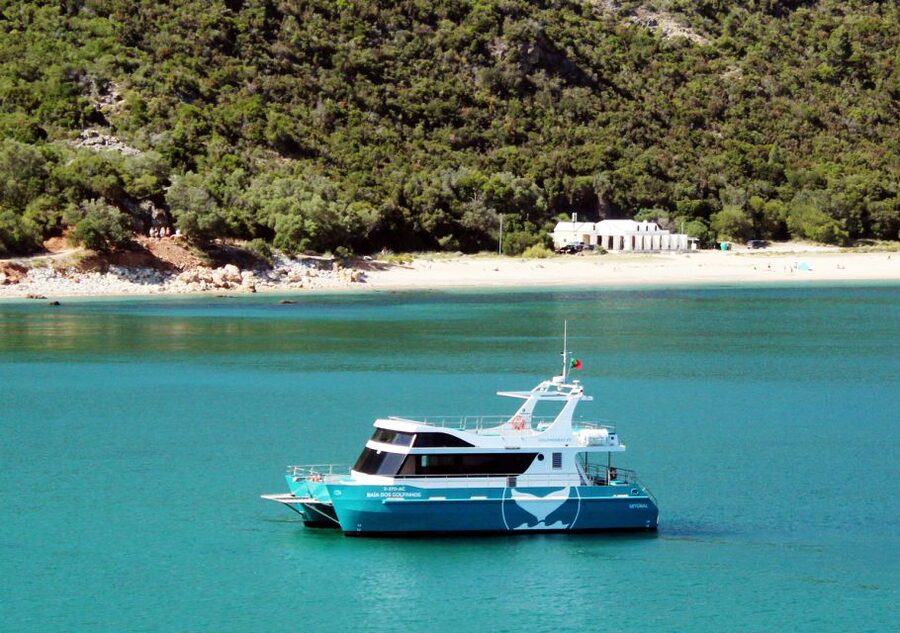 Setúbal: Dolphin Watching Tour - Looking for dolphins in their natural habitat