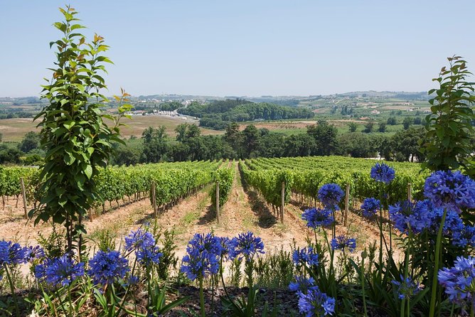 Setúbal Wine Tour with Visit and Tasting at 2 Wineries - The guide can shape the whole morning