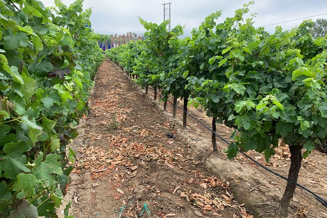 Setúbal Wine Tour with Visit and Tasting at 2 Wineries - Bacalhôa and a very different setting